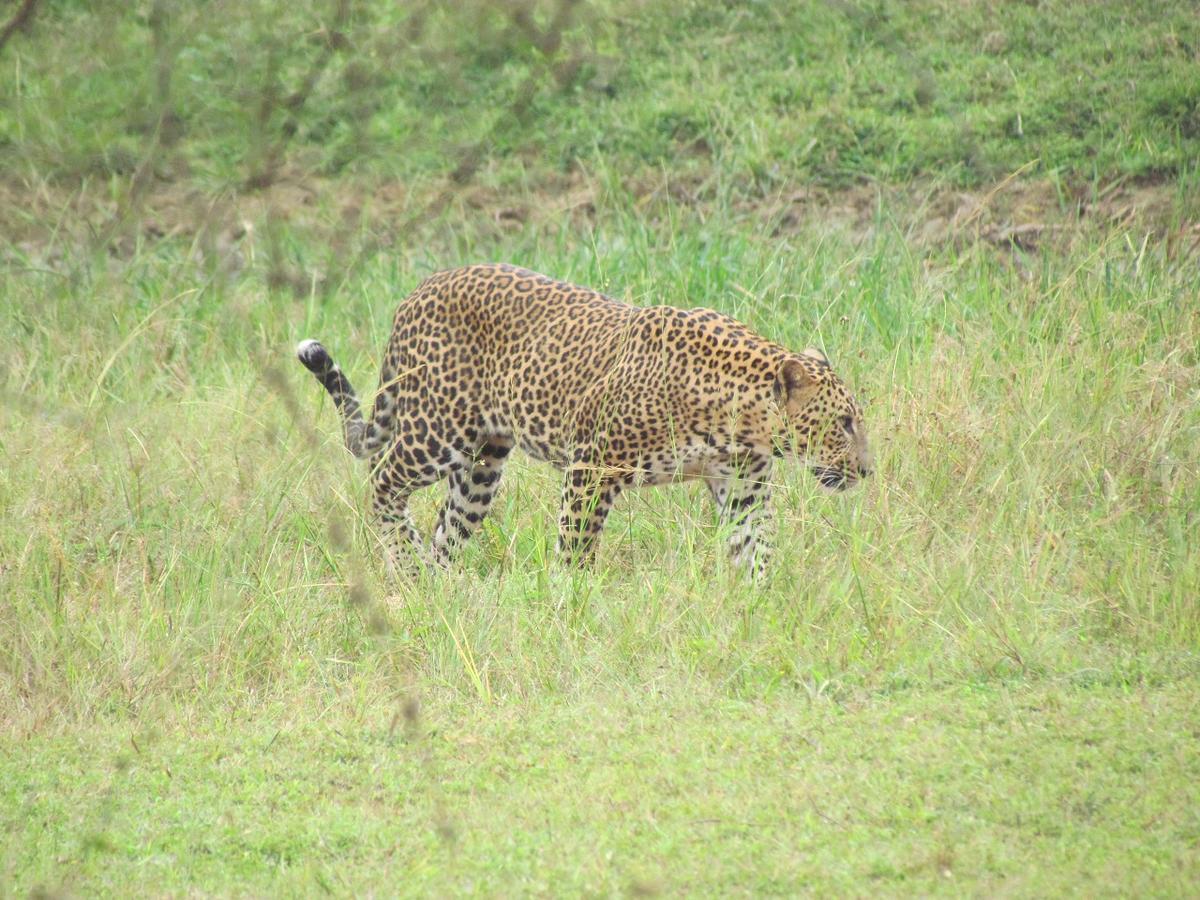 Castle Resort Yala ทิซซามาฮารามา ภายนอก รูปภาพ