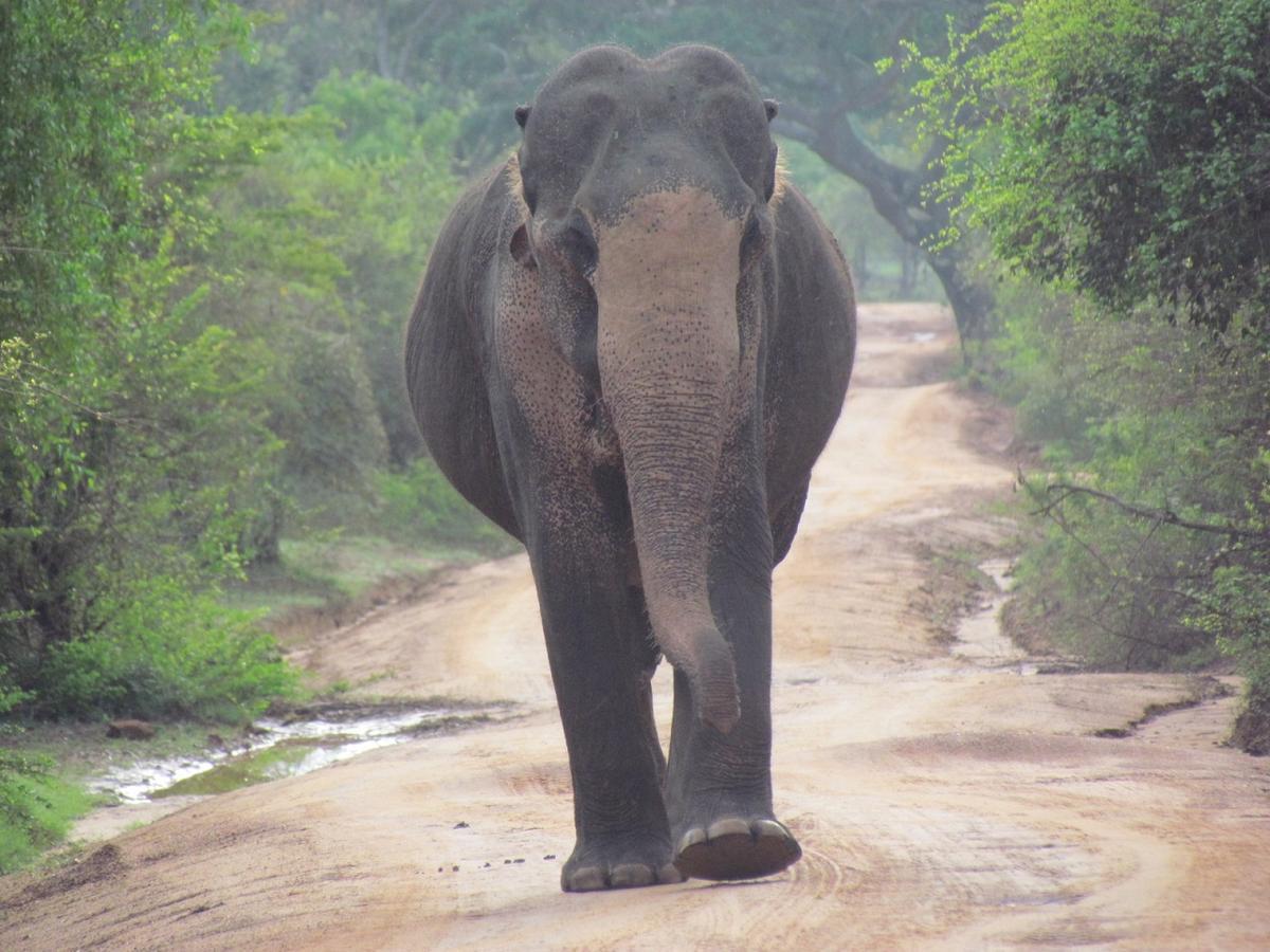 Castle Resort Yala ทิซซามาฮารามา ภายนอก รูปภาพ