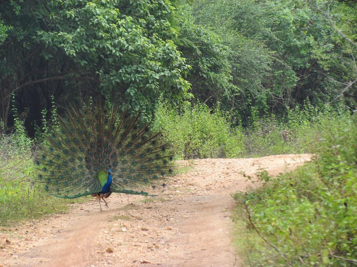 Castle Resort Yala ทิซซามาฮารามา ภายนอก รูปภาพ