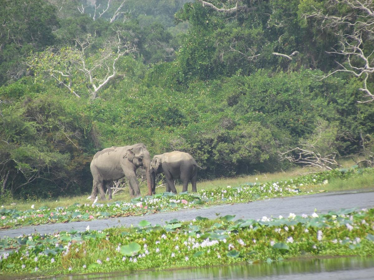 Castle Resort Yala ทิซซามาฮารามา ภายนอก รูปภาพ